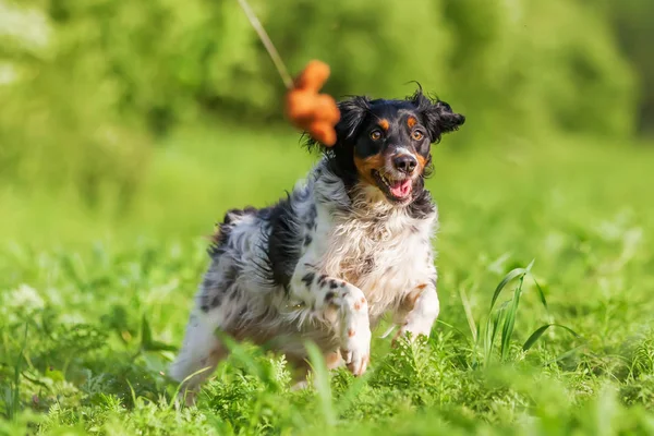 Bretagne hond speelt met een flirt-gereedschap — Stockfoto