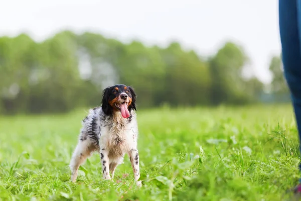 Бріттані собака на полі — стокове фото