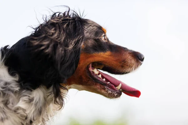 Egy Bretagne kutya oldalán portréja — Stock Fotó