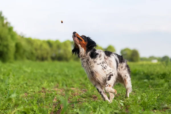 Bretonischer Hund schnappt nach Leckerbissen — Stockfoto