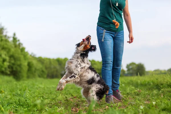 Donna gioca con il suo cane con uno strumento di flirt — Foto Stock