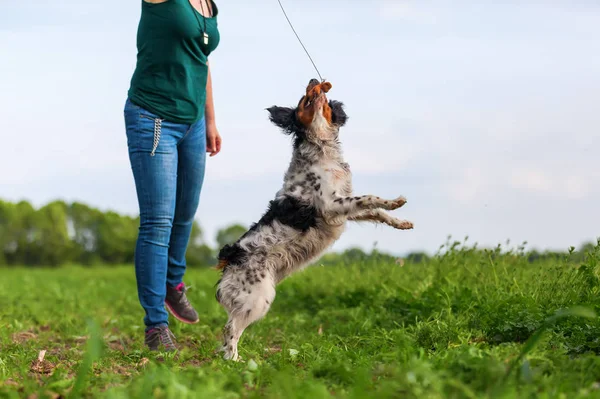 Donna gioca con il suo cane con uno strumento di flirt — Foto Stock