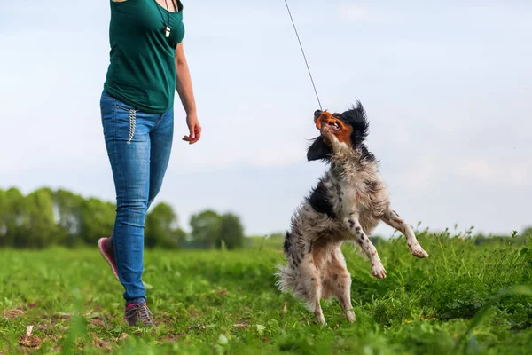 Kadın köpeğini bir flört aracı ile çalış — Stok fotoğraf