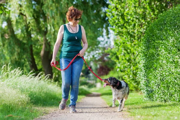 Зрелая женщина с собакой Бриттани на поводке — стоковое фото