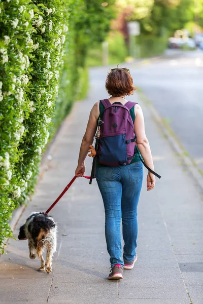 Érett nő Bretagne kutya a járdán — Stock Fotó
