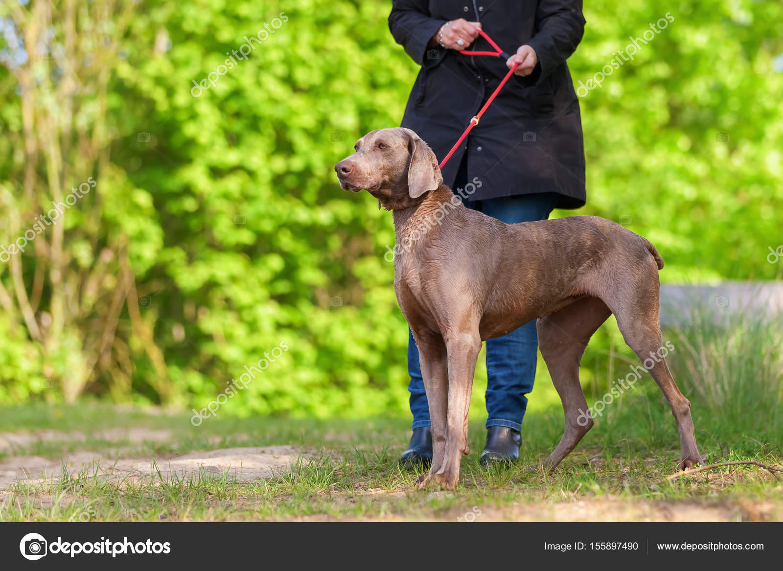 Frau mit einem Weimaraner Hund an der Leine — Stockfoto © Madrabothair