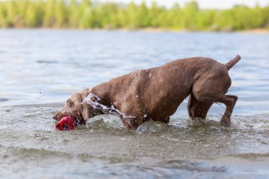 Weimaraner bir gölde çalışan köpek