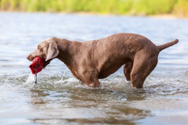 Weimaraner bir gölde çalışan köpek