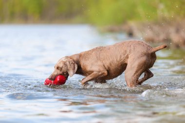 Weimaraner bir gölde çalışan köpek