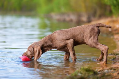 Bir tedavi çanta alma Weimaraner köpek yavrusu