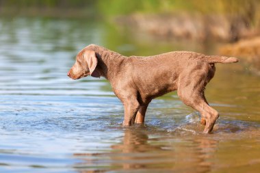 Bir göl yürüme Weimaraner köpek yavrusu