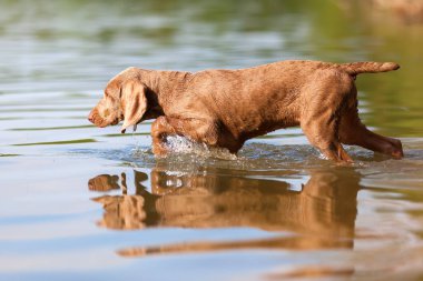 Bir göl yürüme Weimaraner köpek yavrusu