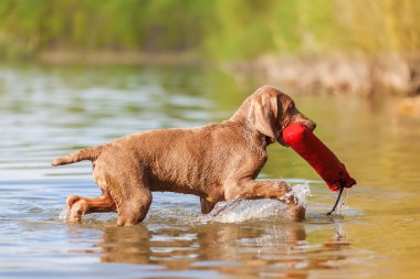 Bir tedavi çanta alma Weimaraner köpek yavrusu