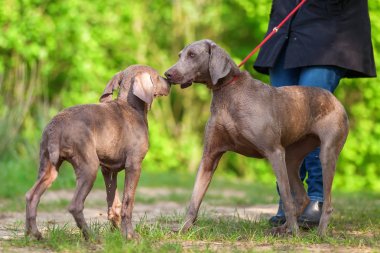 bir köpekle oynayan Weimaraner köpek kadınla
