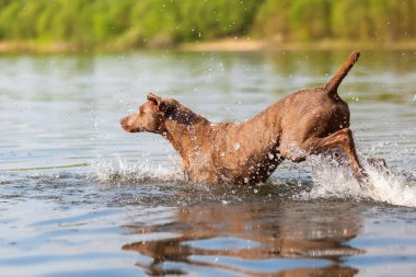 Weimaraner bir gölde çalışan köpek