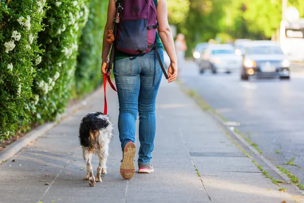 Mature woman with Brittany dog on a sidewalk — Stock Photo, Image