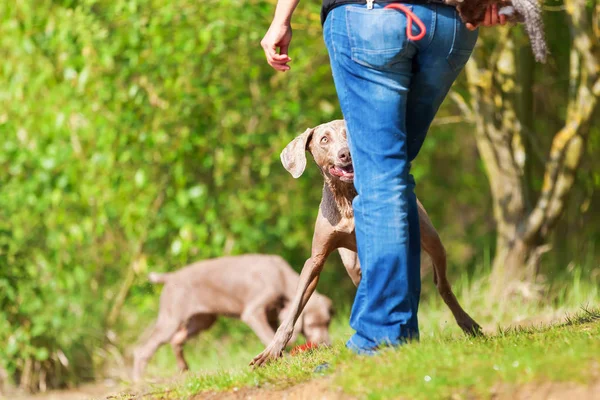 Person plays with Weimaraner dogs outdoors — Stock Photo, Image