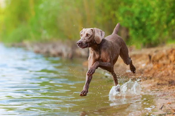 Weimaraner dog running in a lake