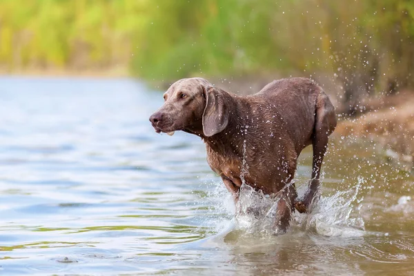 Wyżeł weimarski pies uruchomiona w jeziorze — Zdjęcie stockowe