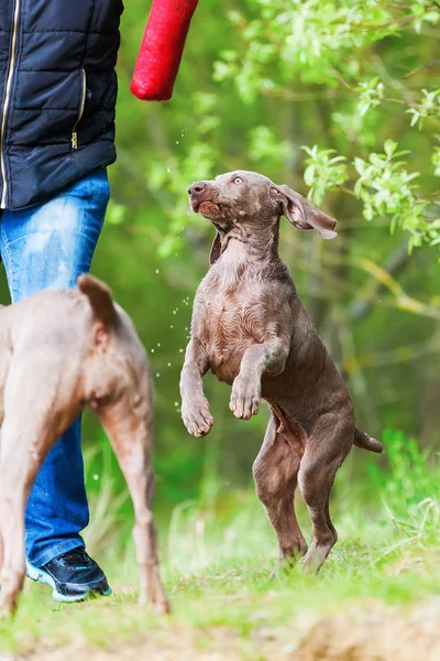 iki Weimaraner köpeklerle kişi oynuyor