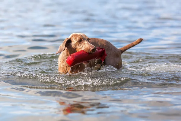 Weimaraner dog running in a lake — Stock Photo, Image