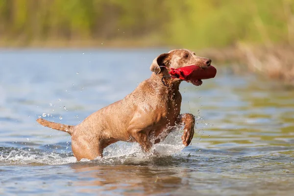 Weimaraner dog running in a lake — Stock Photo, Image