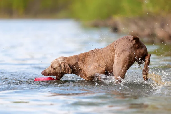 Weimaraner dog running in a lake — Stock Photo, Image