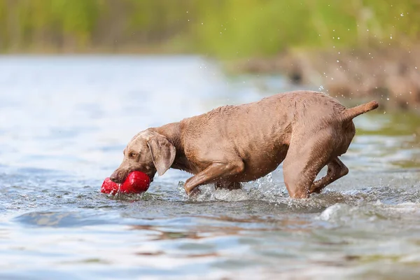 Weimaraner dog running in a lake — Stock Photo, Image