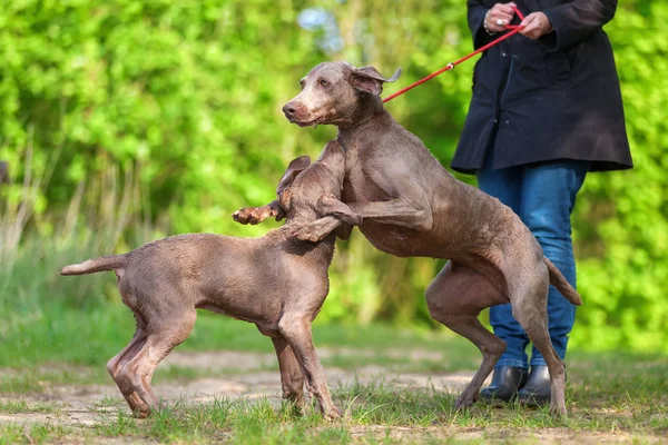 Mujer con un perro Weimaraner que juega con un cachorro — Foto de Stock