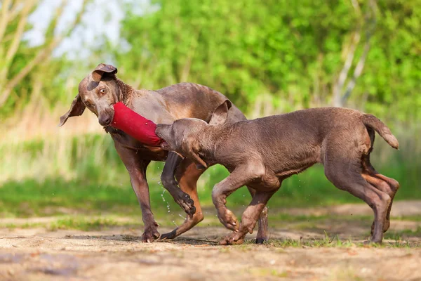 Weimaraner adulto y cachorro luchando por bolsa de regalo —  Fotos de Stock