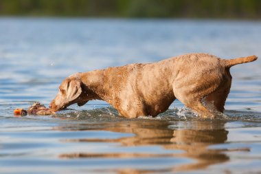 Bir göl yürüme Weimaraner köpek yavrusu