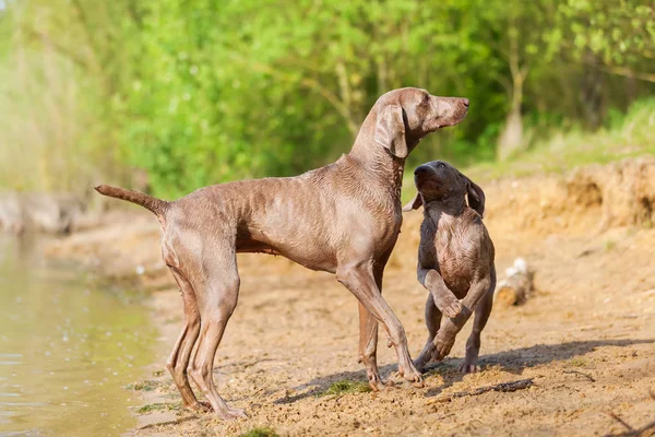 Weimaraner adulte et chiot jouant au bord du lac — Photo