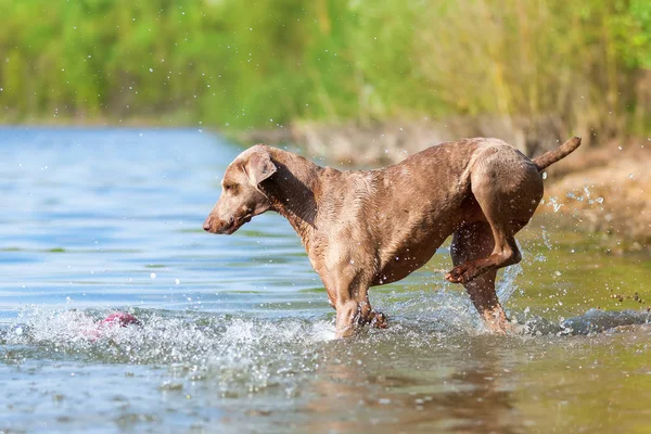 Weimaraner perro corriendo en un lago — Foto de Stock