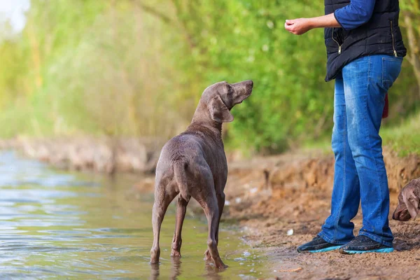 Person plays with a Weimaraner dog at a lake — Stock Photo, Image