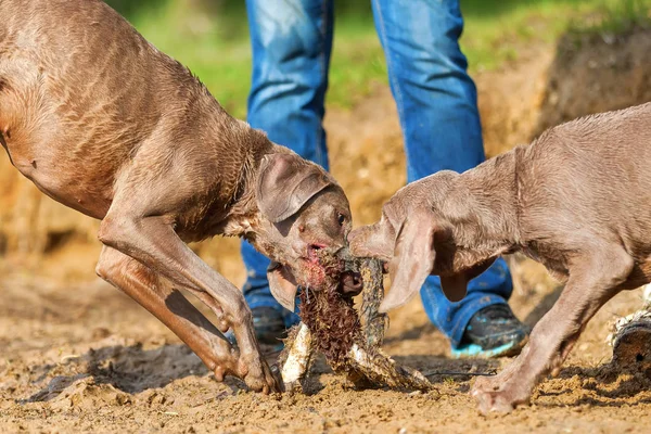 Веймаранские собаки борются за игрушку — стоковое фото