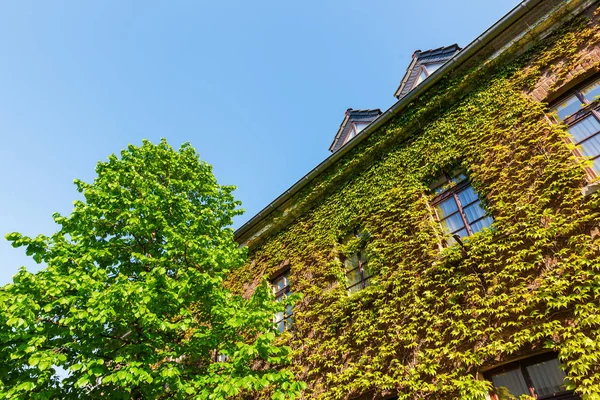 Vine-clad house in Bedburg Alt-Kaster, Germany — Stock Photo, Image