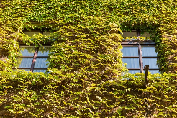 Facade of a vine-clad house — Stock Photo, Image