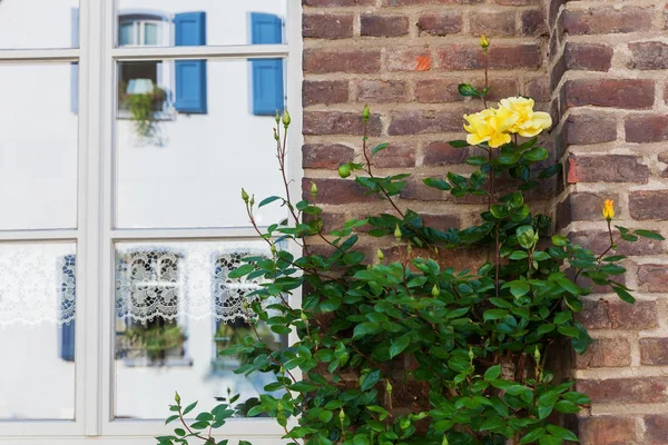 Rambling rose på en husvägg — Stockfoto