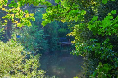 perspektif için bir su birikintisi ağaçları arasında