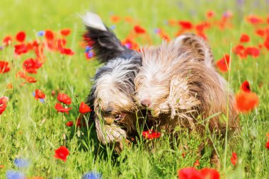 iki sakallı collies bir haşhaş çayırda