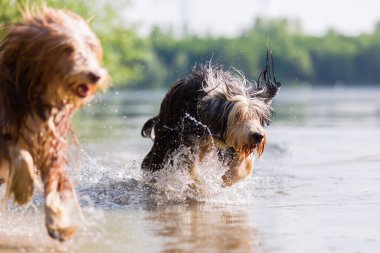 iki sakallı kömür ocağı bir gölde çalıştırmak