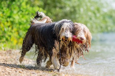 Sakallı Collies burnu çantada tedavi ile