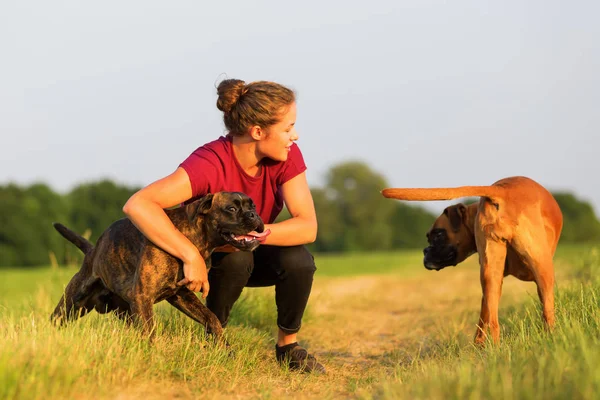 Retrato de una adolescente con perros boxeadores — Foto de Stock
