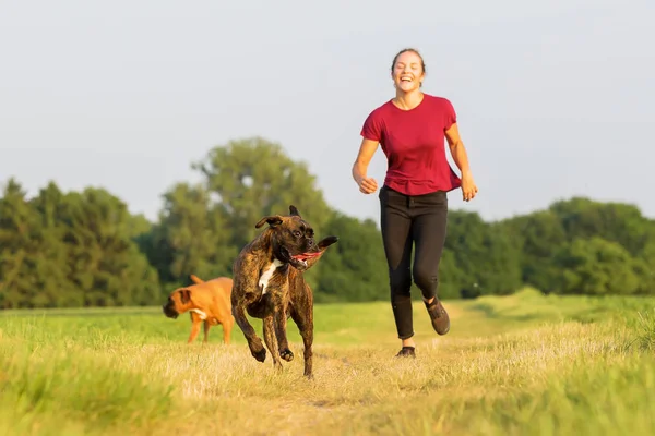 Teenage girl playing with boxer dogs — Stock Photo, Image