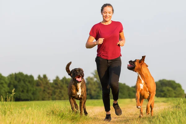 Teenage girl playing with boxer dogs — Stock Photo, Image
