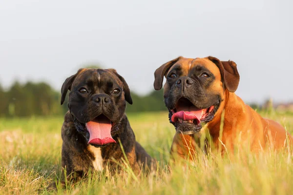 Retrato de dois cães boxeadores — Fotografia de Stock
