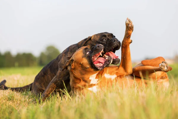 Deux chiens boxeurs menottés dans l'herbe — Photo