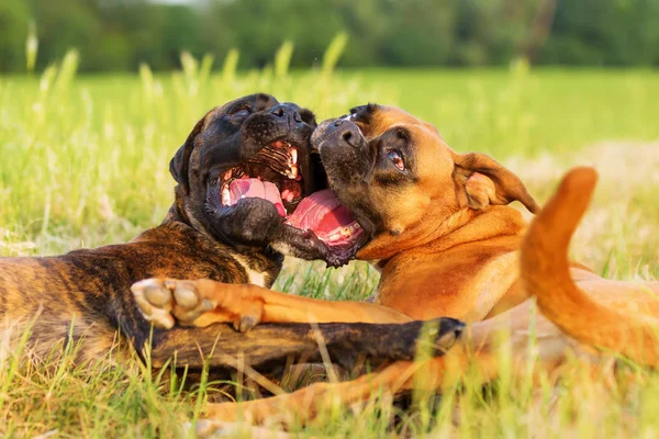 两个混乱的拳击手狗在草地上 — 图库照片
