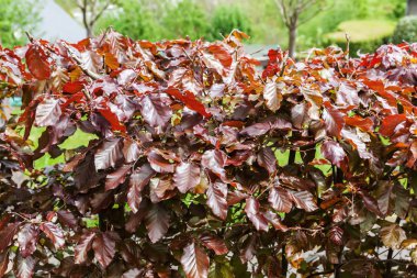 Ortak kayın çitlerinde resmini