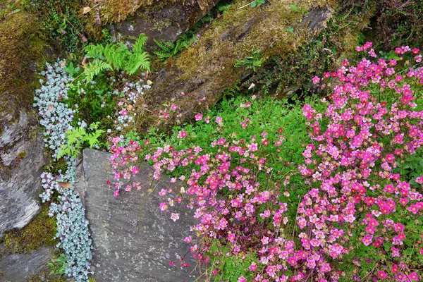 Detalle de un jardín de rocas — Foto de Stock